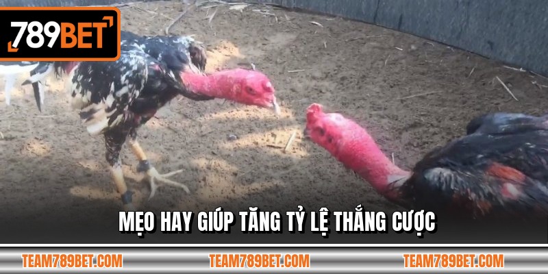 Mẹo hay giúp tăng tỷ lệ thắng cược